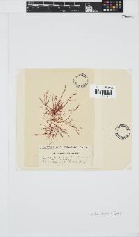 Hypnea ecklonii image