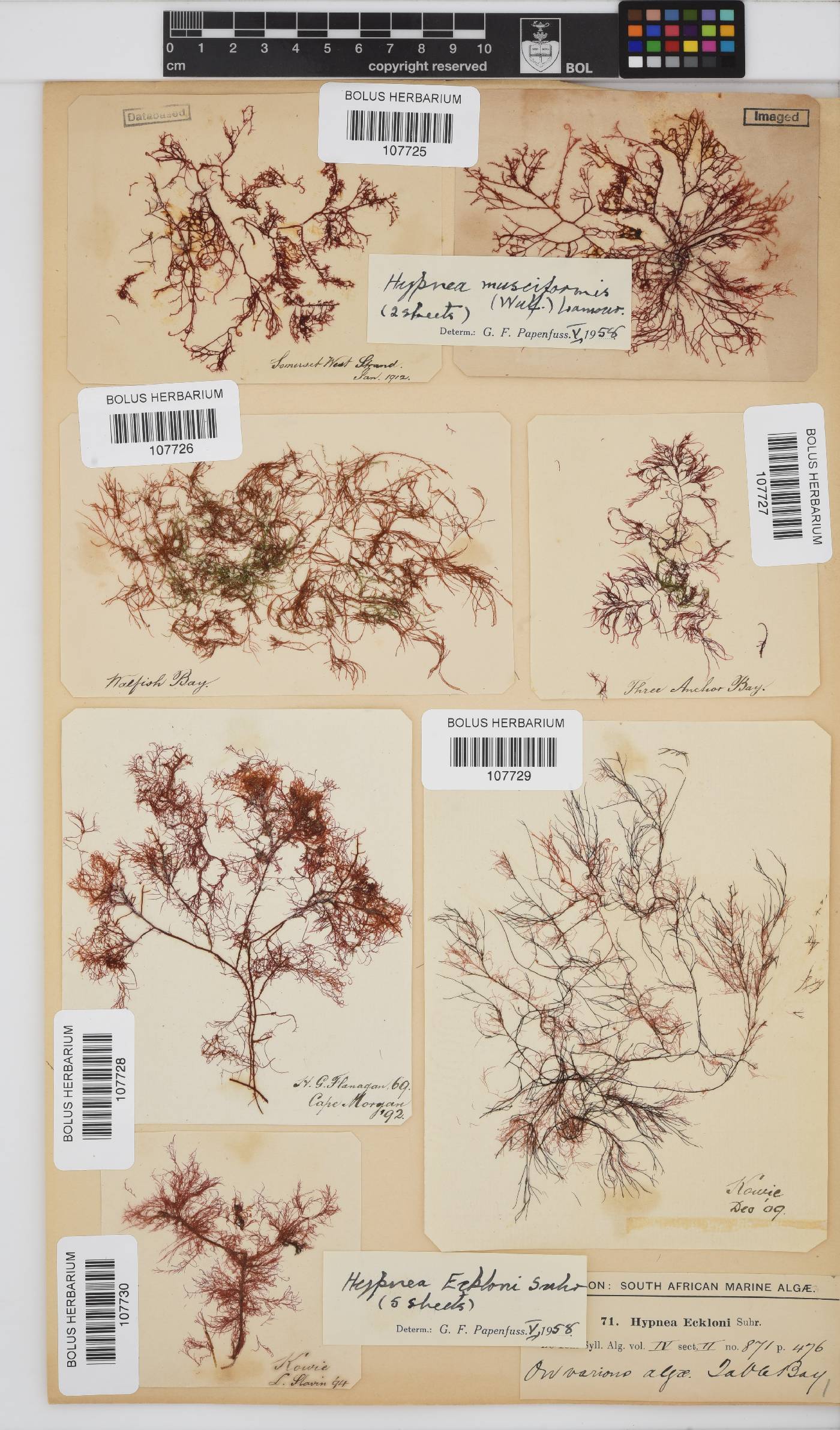 Hypnea image
