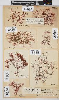 Hypnea ecklonii image