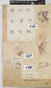 Hypnea ecklonii image