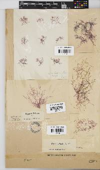 Hypnea ecklonii image