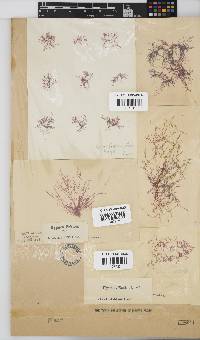 Hypnea ecklonii image