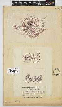 Hypnea ecklonii image