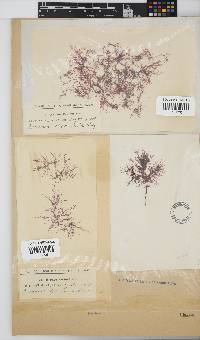 Hypnea ecklonii image
