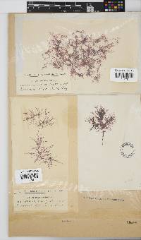 Hypnea ecklonii image