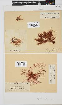 Hypnea ecklonii image