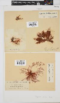 Hypnea ecklonii image