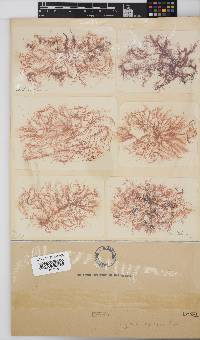 Hypnea ecklonii image