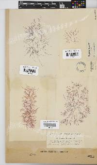 Hypnea ecklonii image