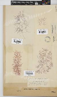 Hypnea ecklonii image