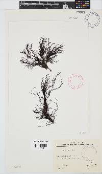 Hypnea ecklonii image