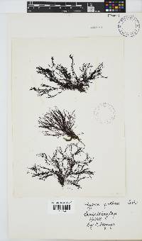 Hypnea ecklonii image