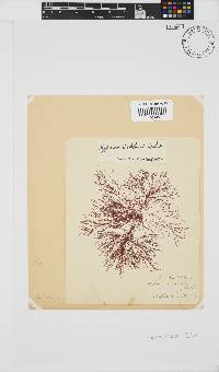 Hypnea ecklonii image