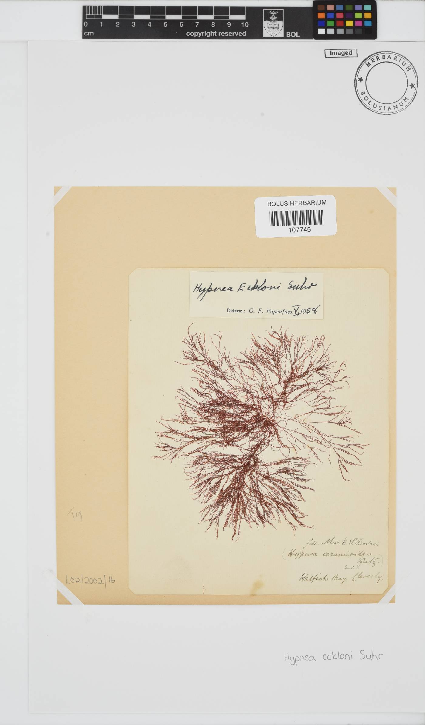 Hypnea ecklonii image