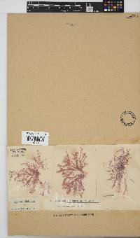 Hypnea ecklonii image
