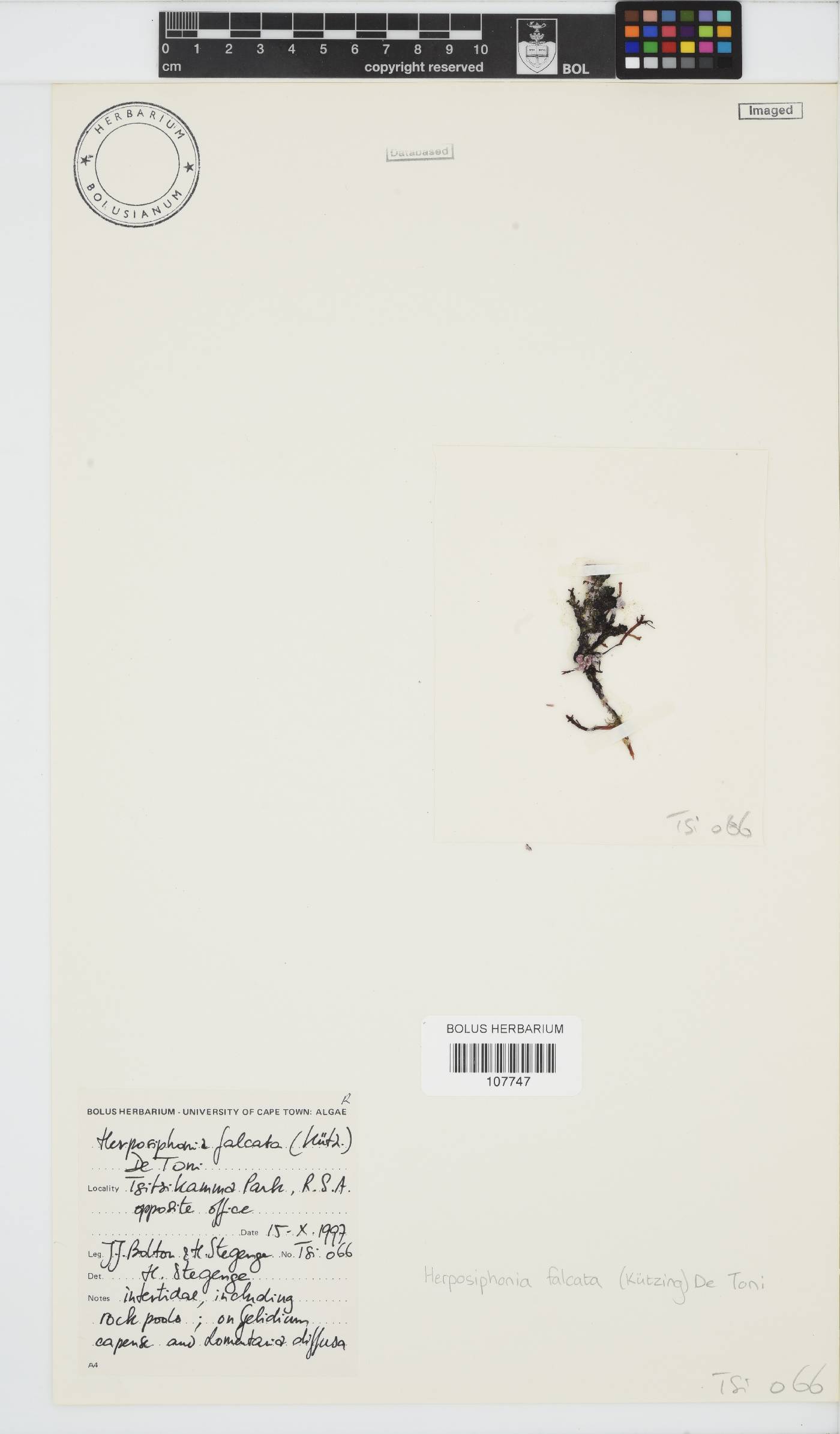 Herposiphonia falcata image