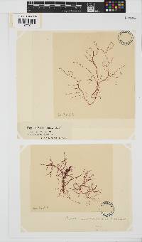 Hypnea musciformis image