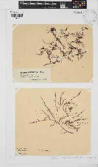 Hypnea musciformis image
