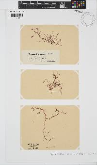 Hypnea musciformis image