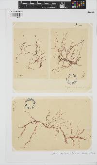 Hypnea musciformis image