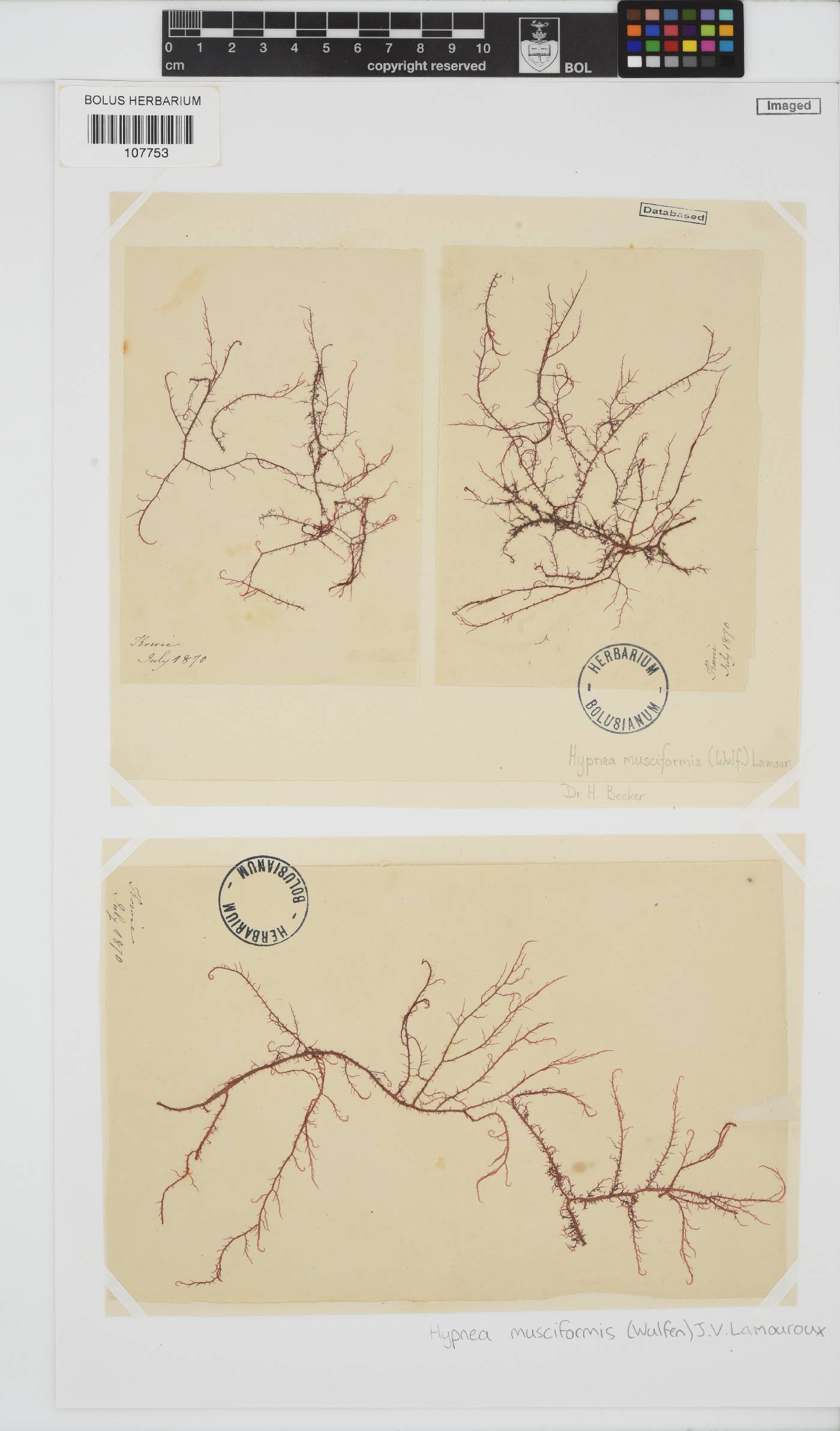 Hypnea musciformis image