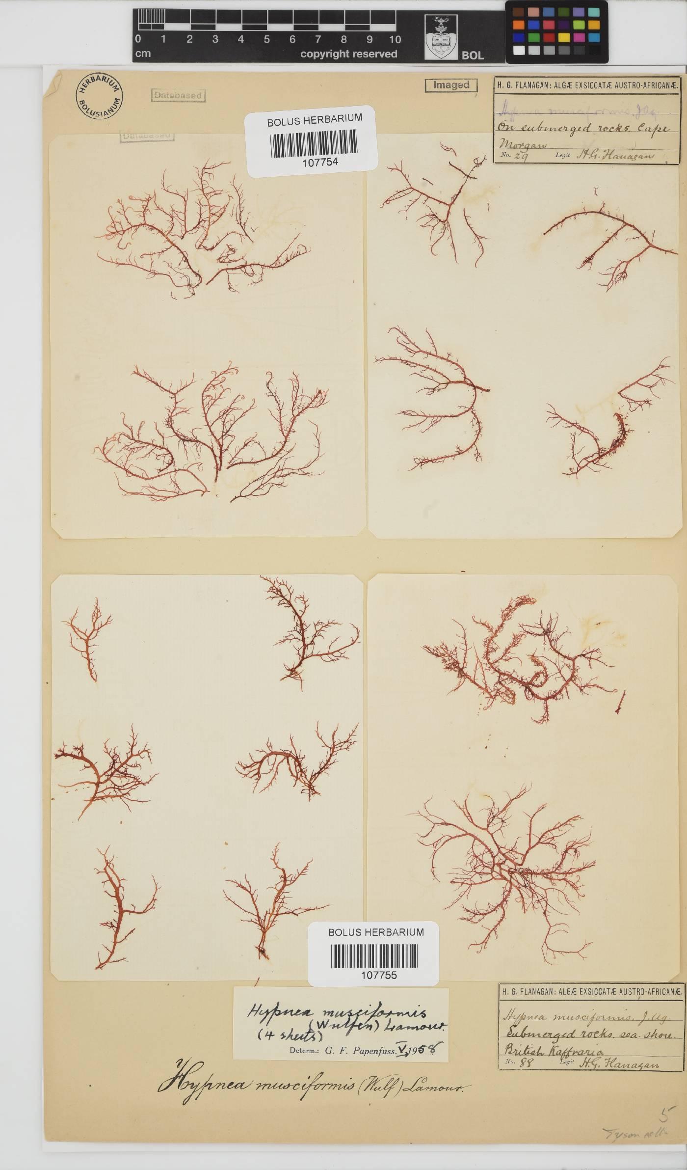 Hypnea musciformis image