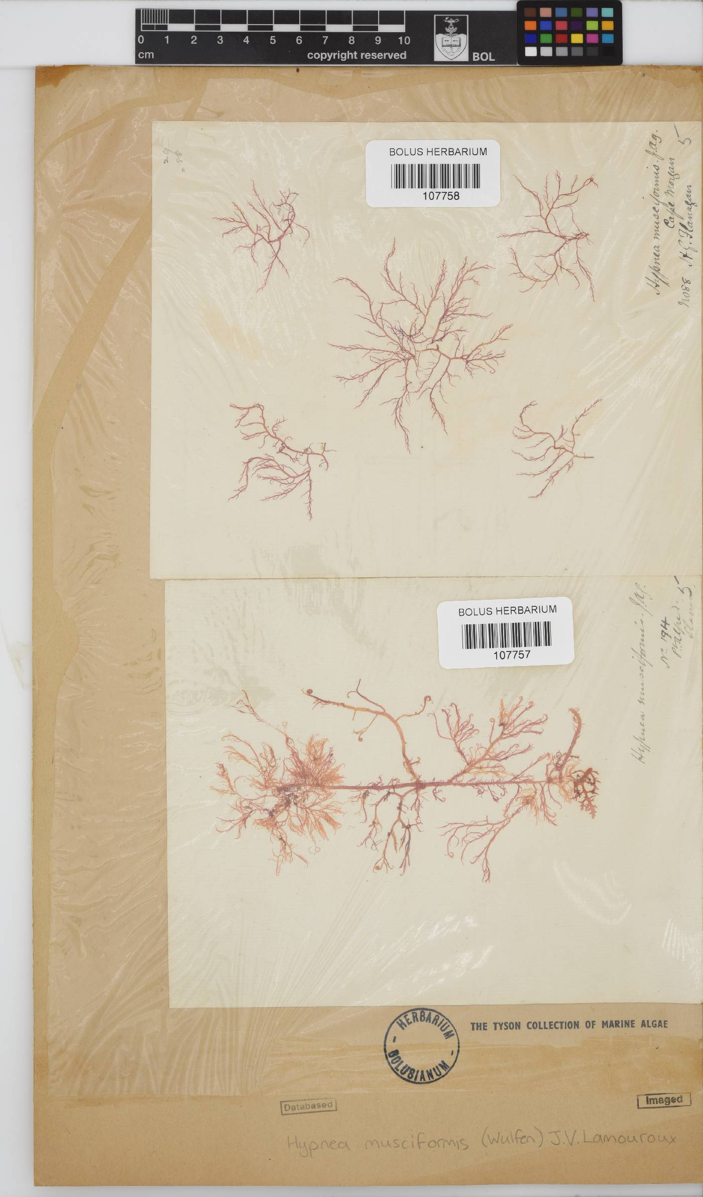Hypnea musciformis image