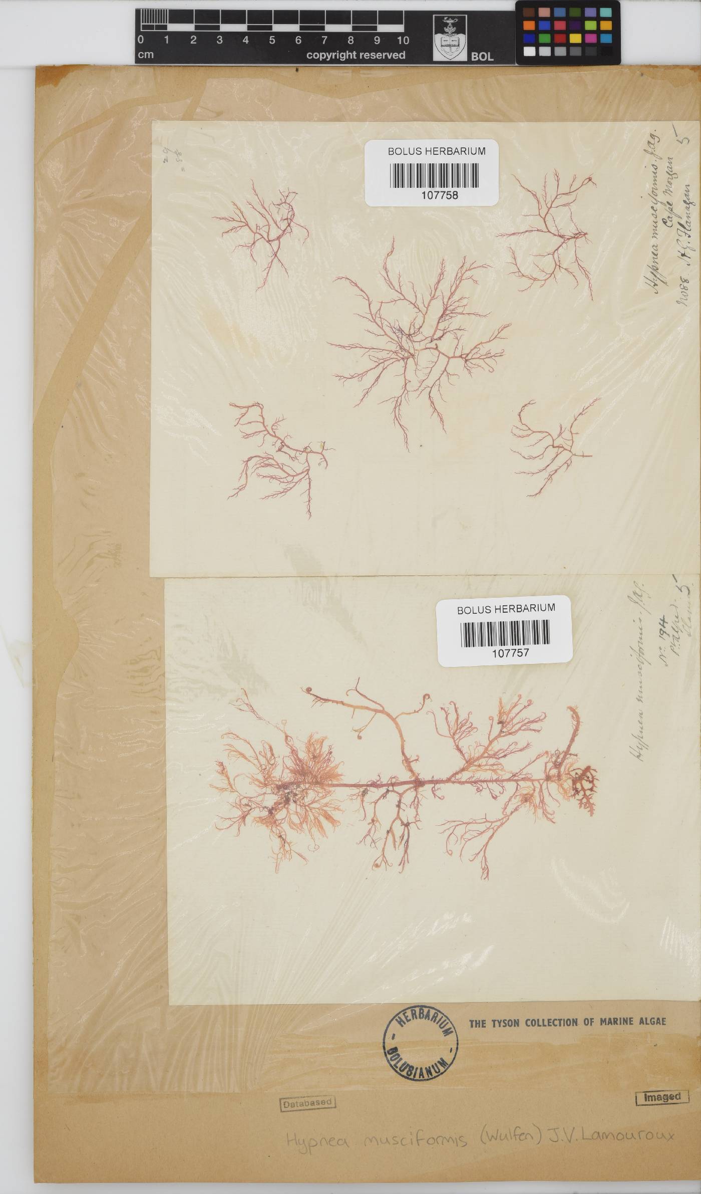 Hypnea musciformis image