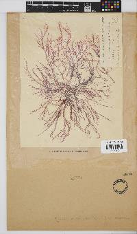 Hypnea musciformis image