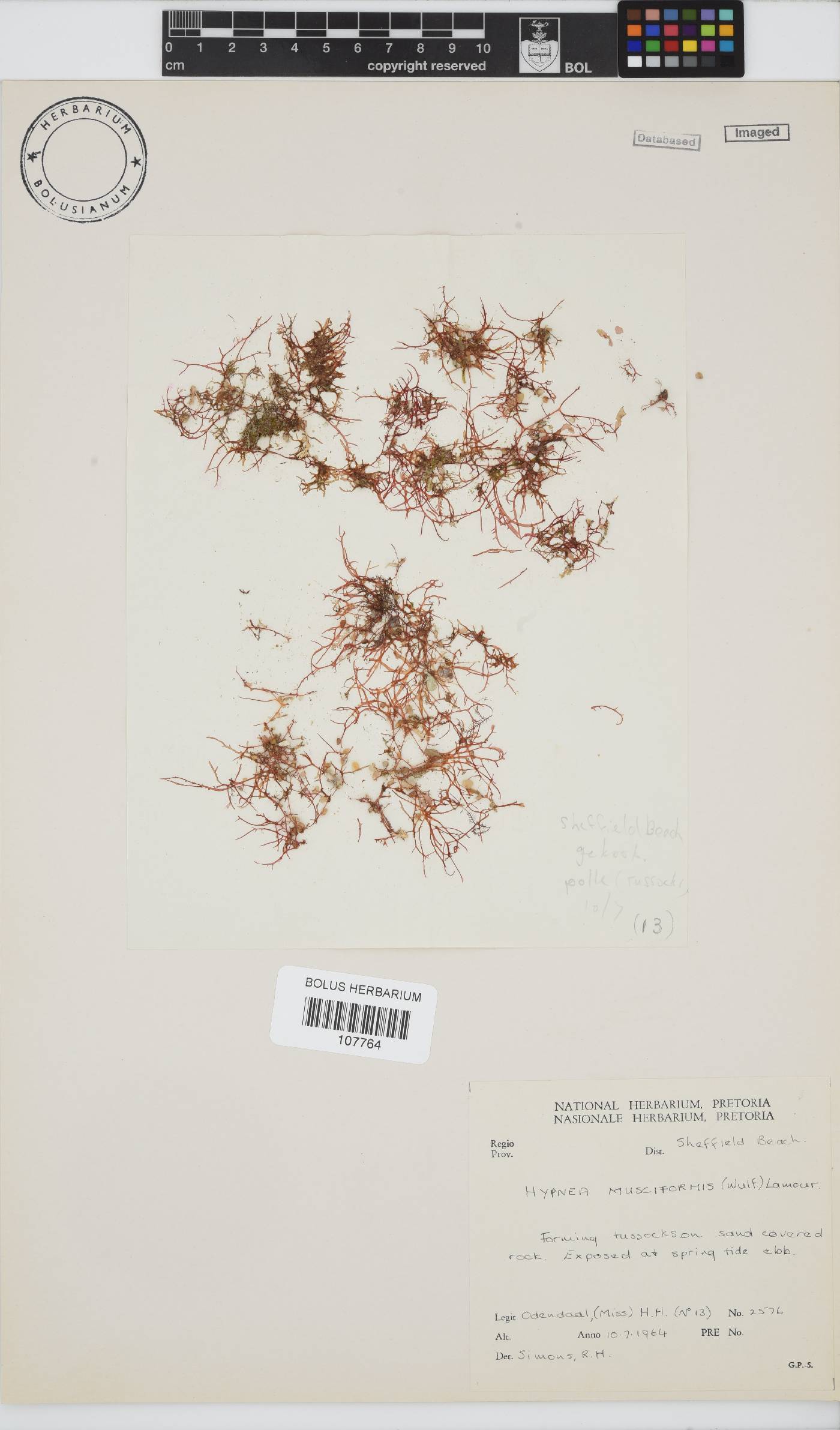 Hypnea musciformis image