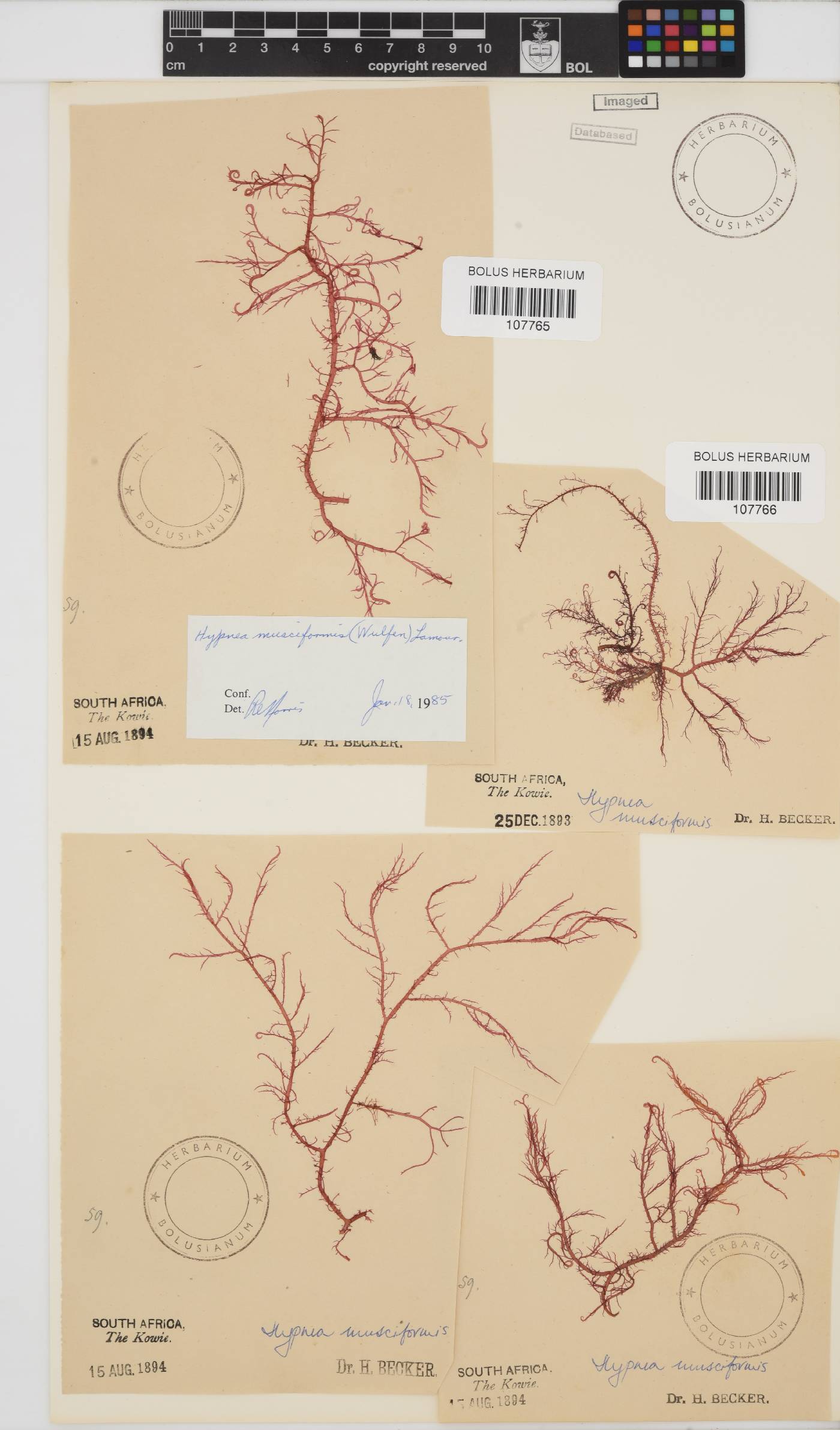 Hypnea musciformis image