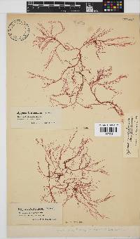 Hypnea musciformis image