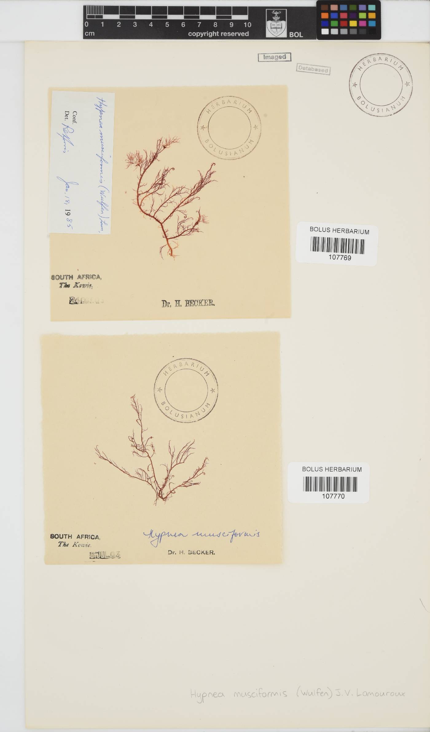 Hypnea image