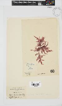 Hypnea musciformis image