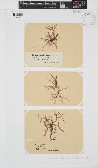 Hypnea musciformis image
