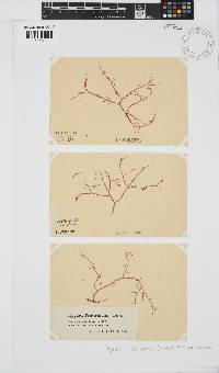 Hypnea musciformis image