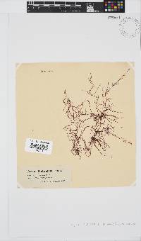 Hypnea musciformis image