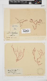Hypnea musciformis image