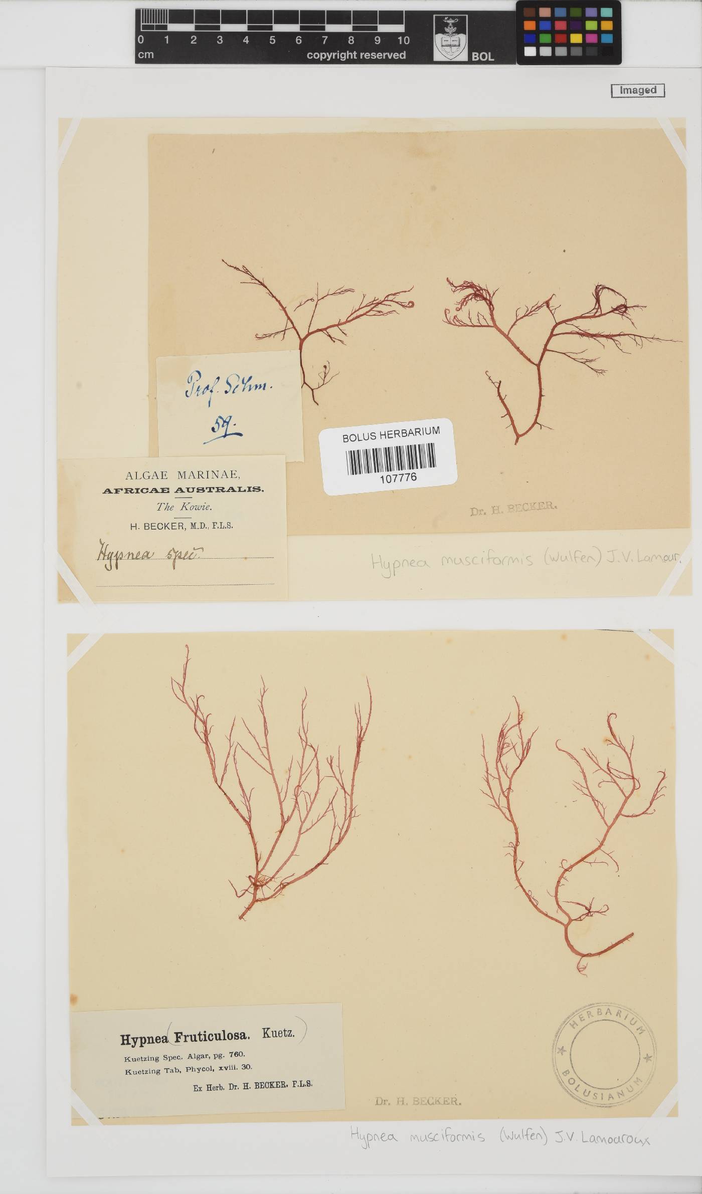 Hypnea musciformis image