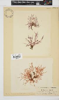 Hypnea musciformis image