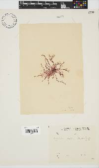 Hypnea rosea image