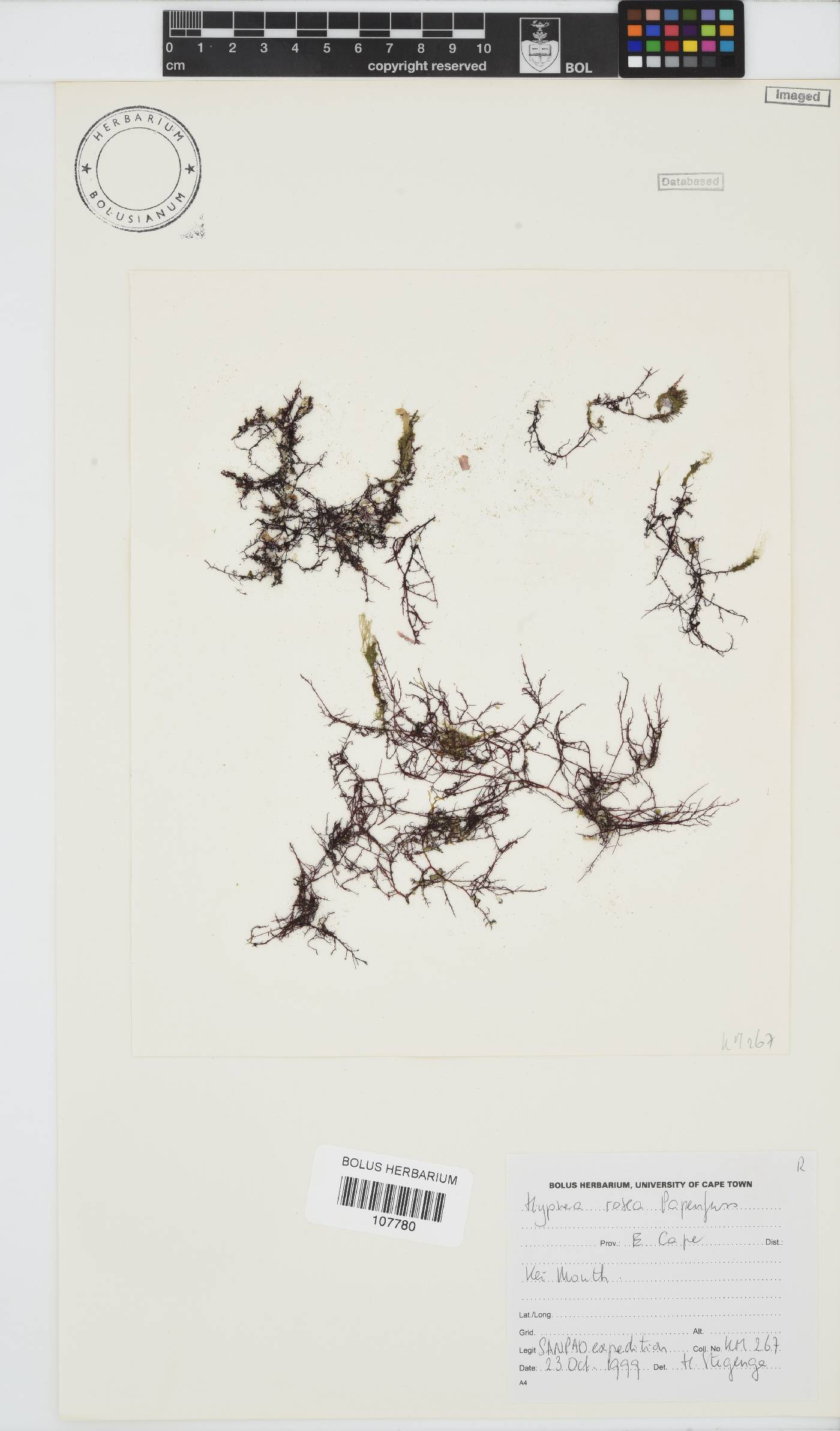 Hypnea rosea image