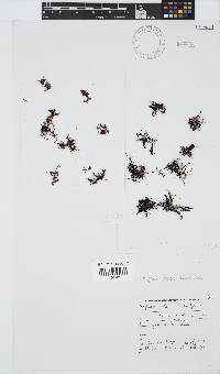 Hypnea rosea image