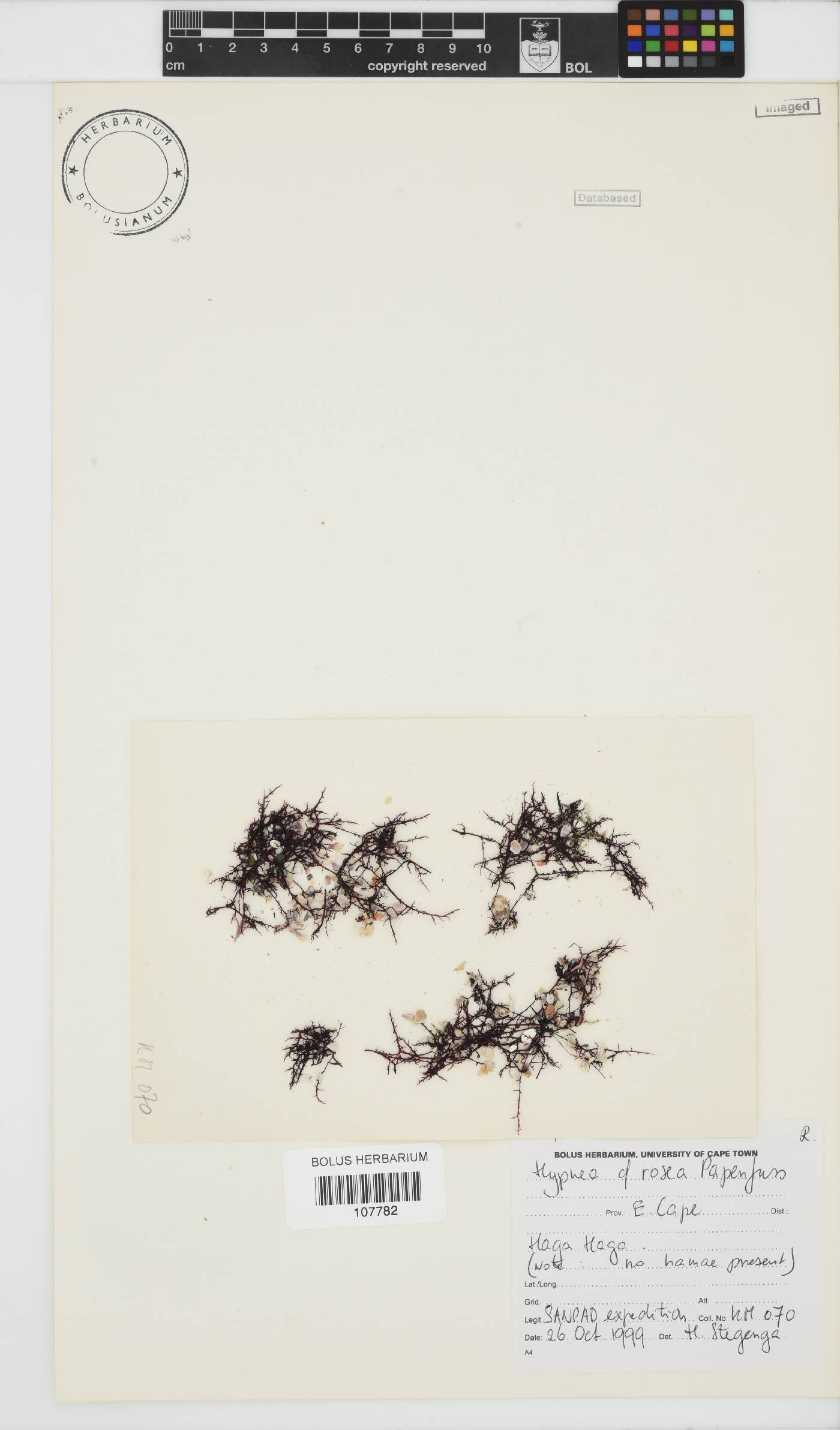 Hypnea rosea image