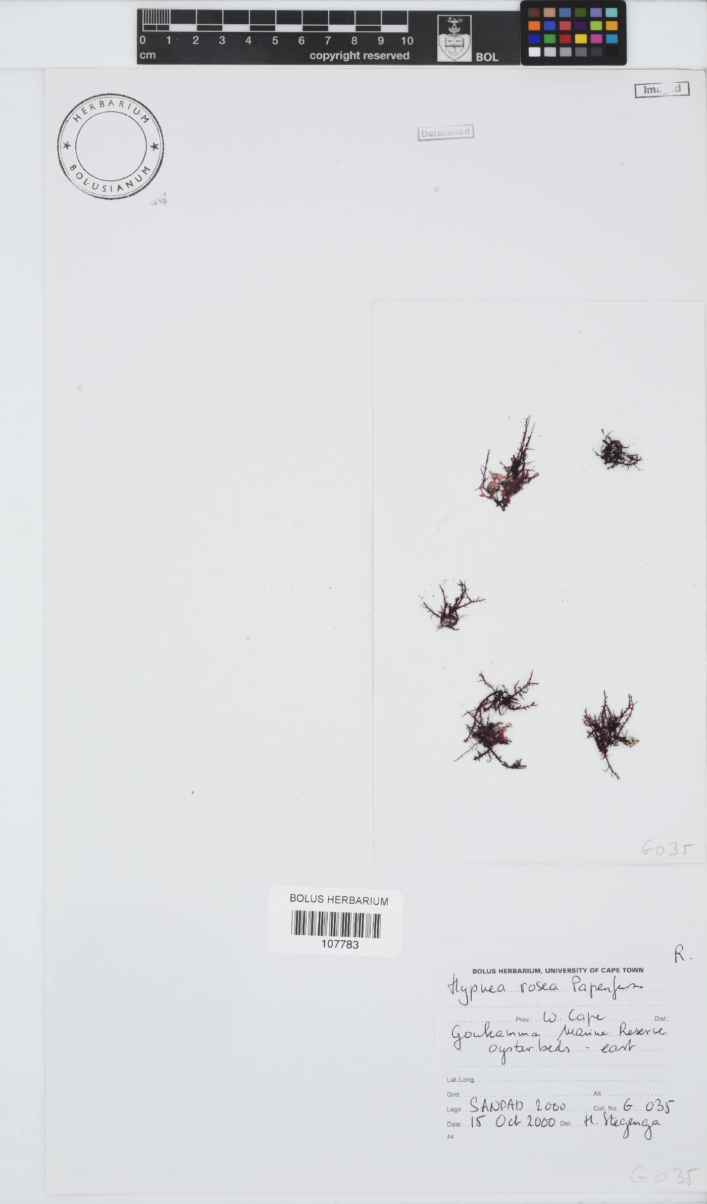 Hypnea rosea image