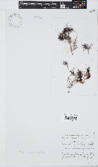 Hypnea rosea image