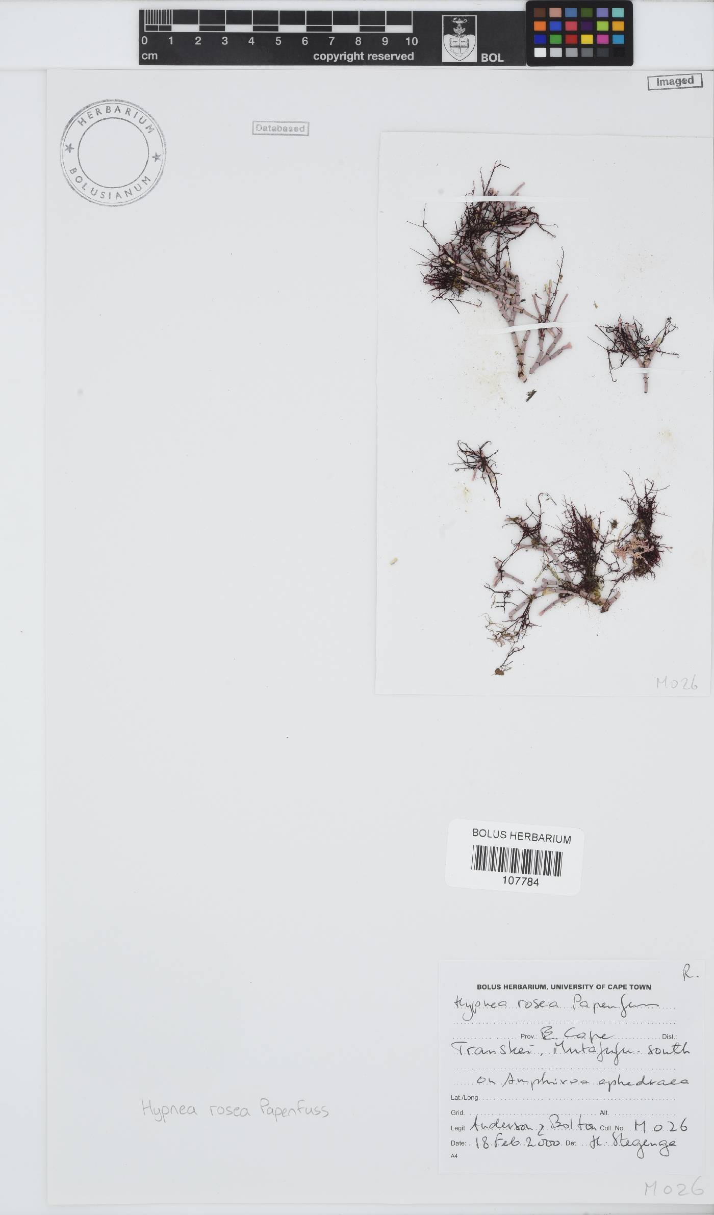 Hypnea image