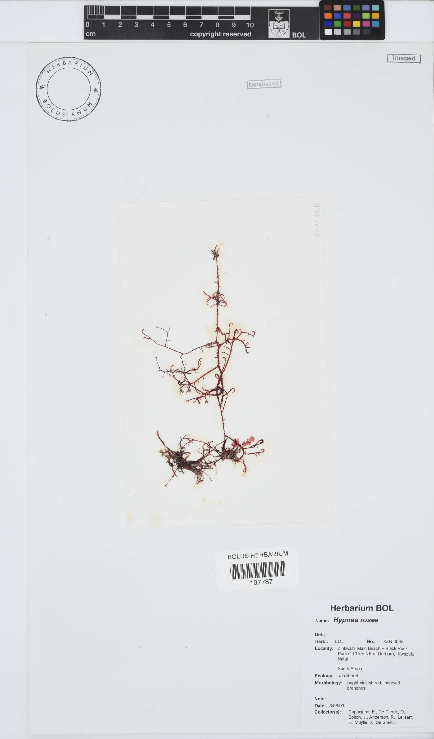 Hypnea rosea image