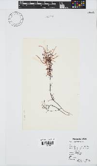 Hypnea rosea image