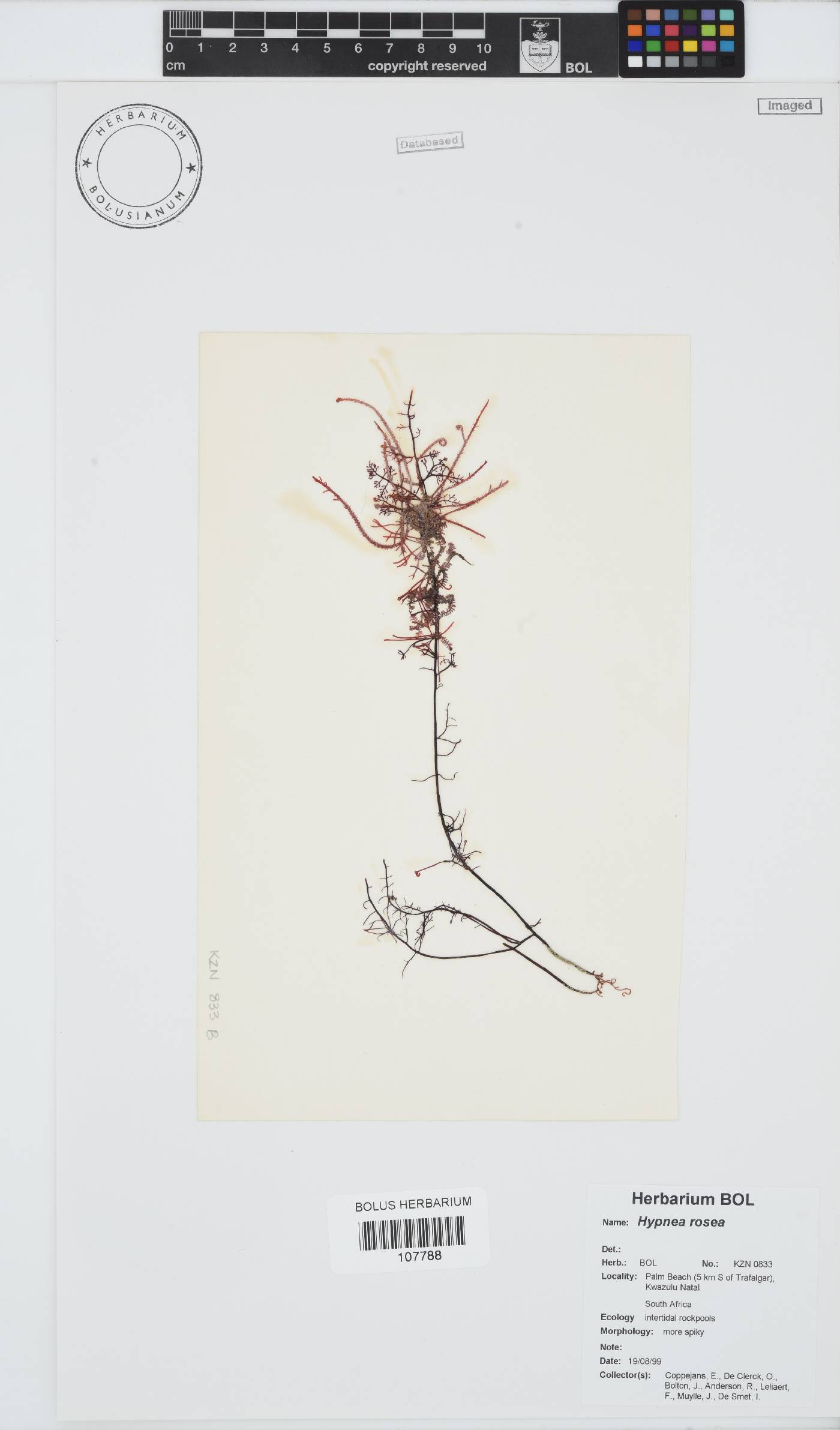 Hypnea rosea image